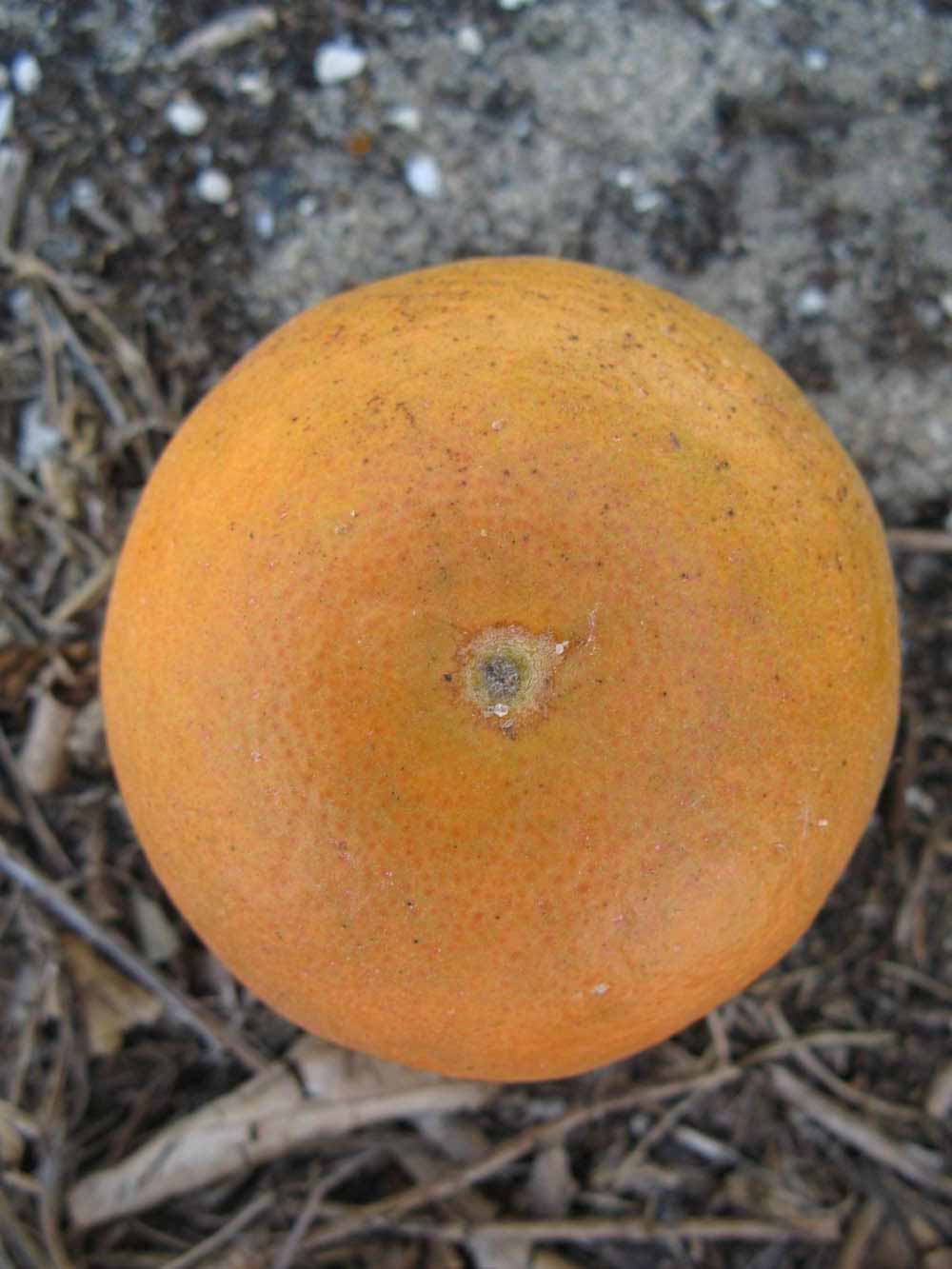              Fruit (Winter Haven, FL)       